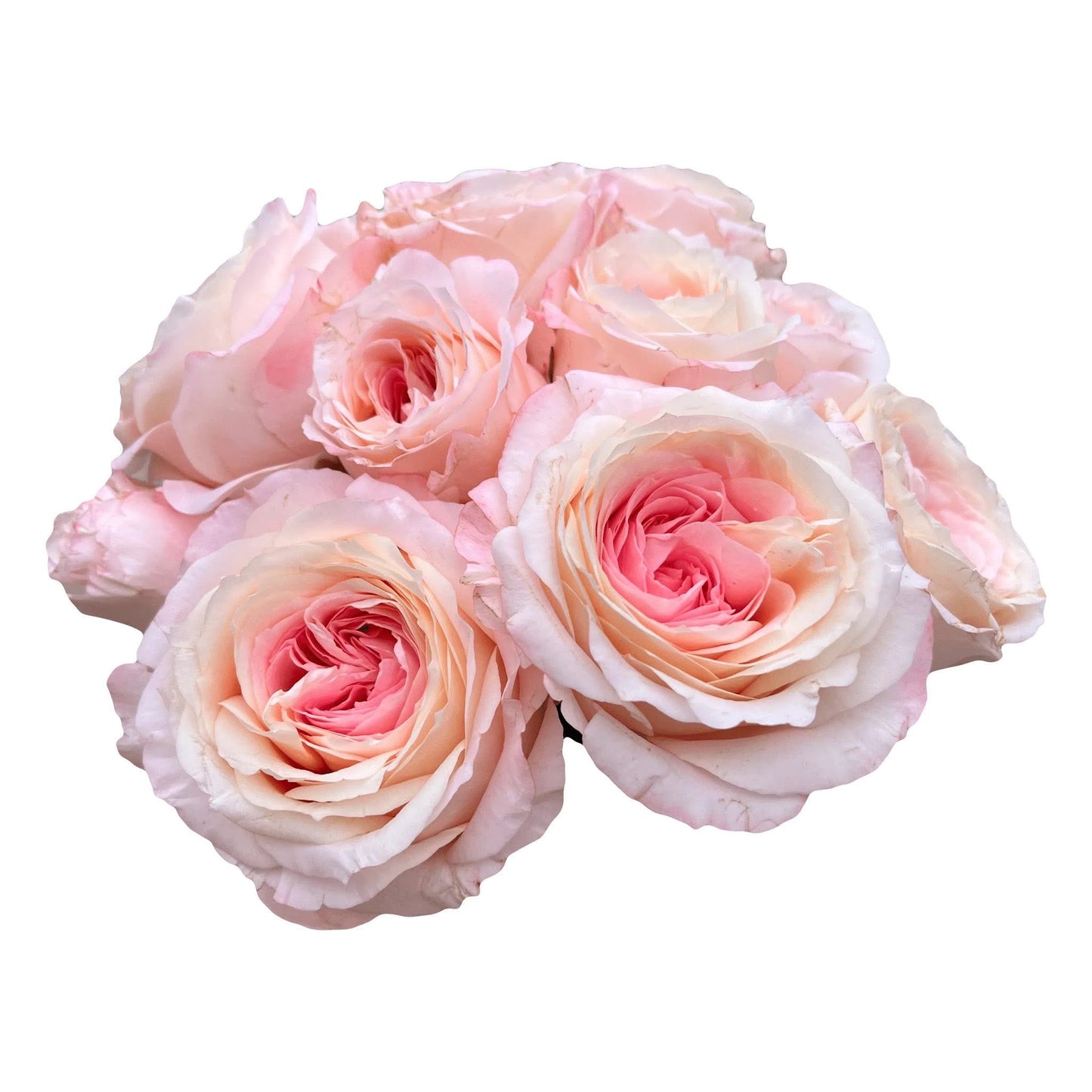 Mayra’s Bridal Pink