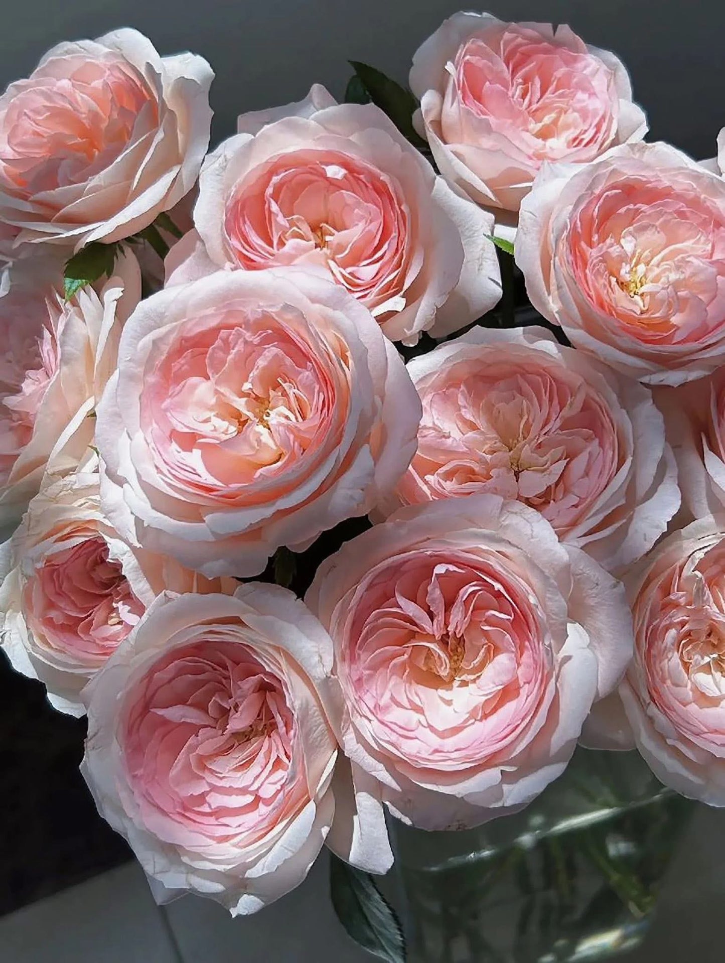 Mayra’s Bridal Pink