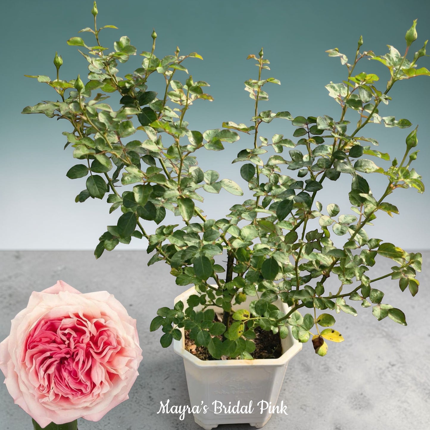 Mayra’s Bridal Pink