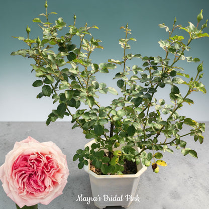 Mayra’s Bridal Pink