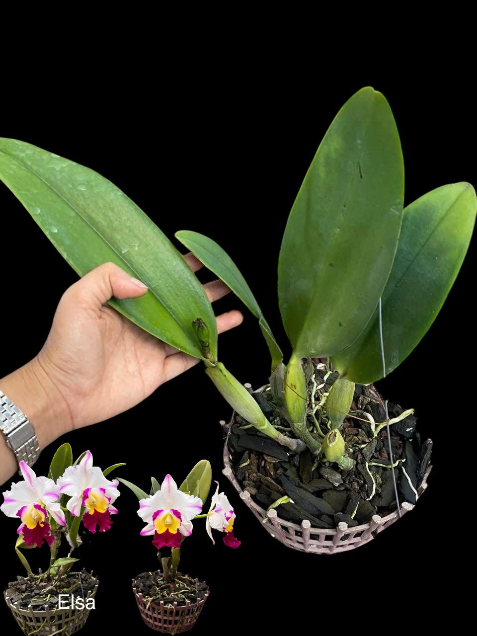 Elsa Cattleya
