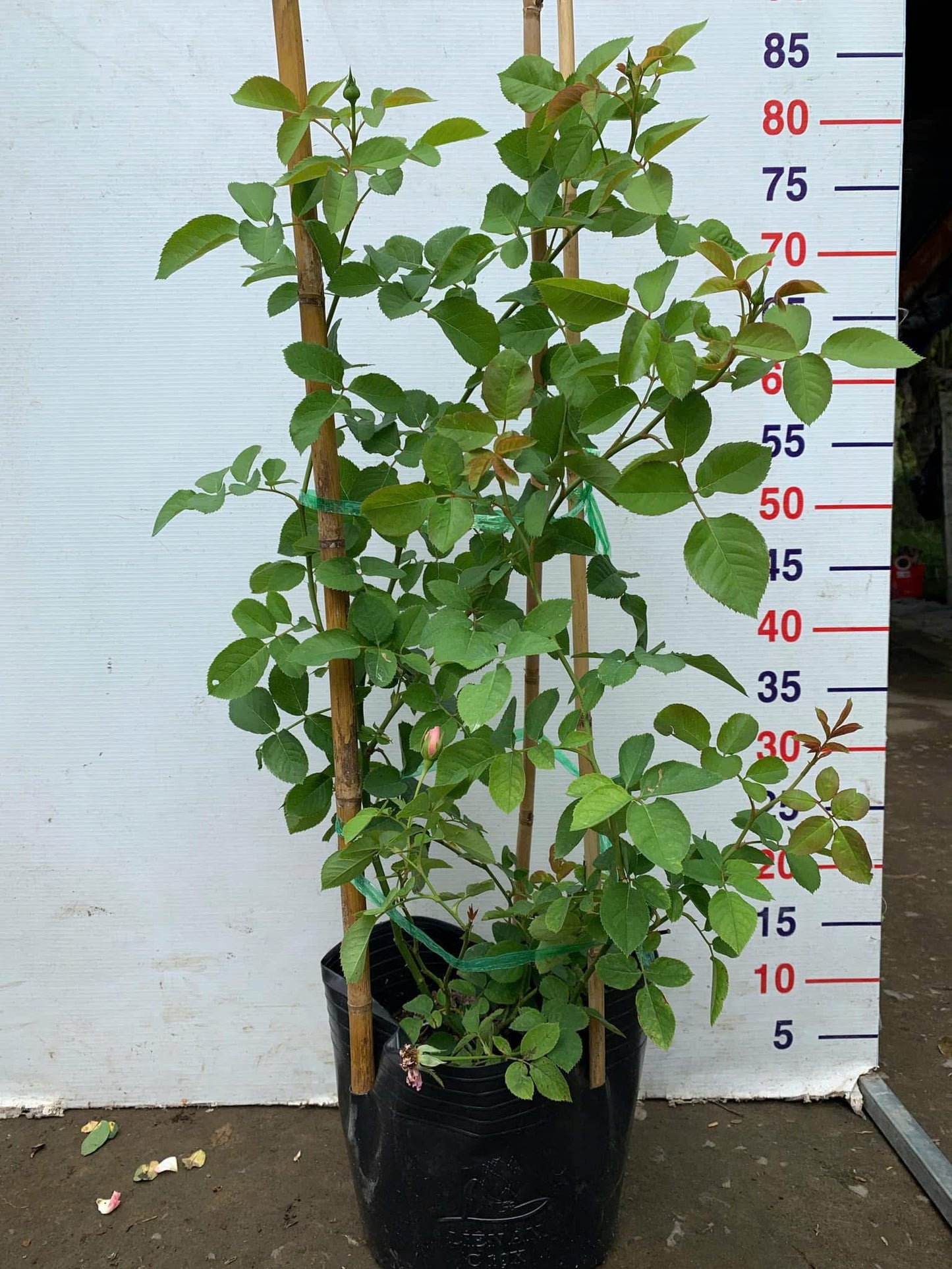 Bienvenue- Own Root Rose Plant