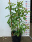 Bienvenue- Own Root Rose Plant
