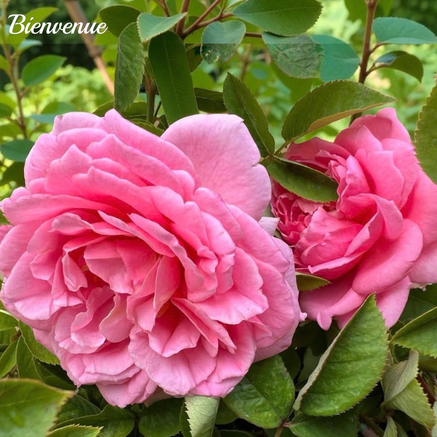 Bienvenue- Own Root Rose Plant