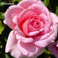 Bienvenue- Own Root Rose Plant