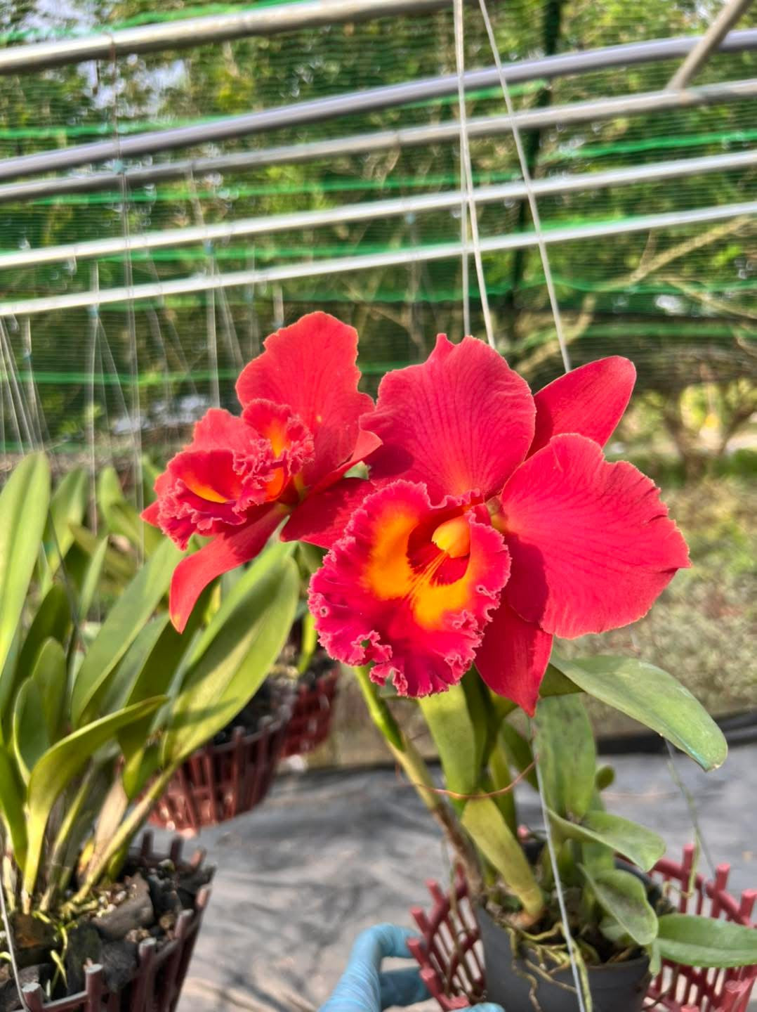 Saim Red - Cattleya