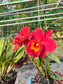 Saim Red - Cattleya