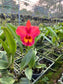 Saim Red - Cattleya