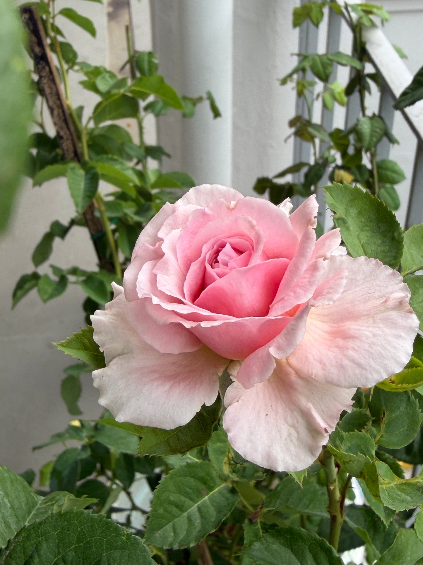 Bienvenue- Own Root Rose Plant