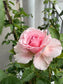Bienvenue- Own Root Rose Plant