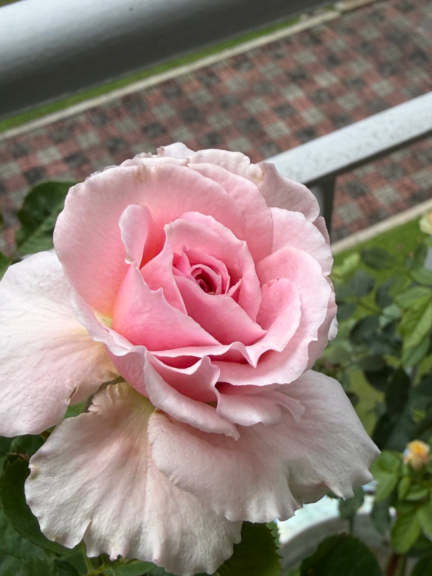 Bienvenue- Own Root Rose Plant
