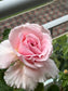 Bienvenue- Own Root Rose Plant