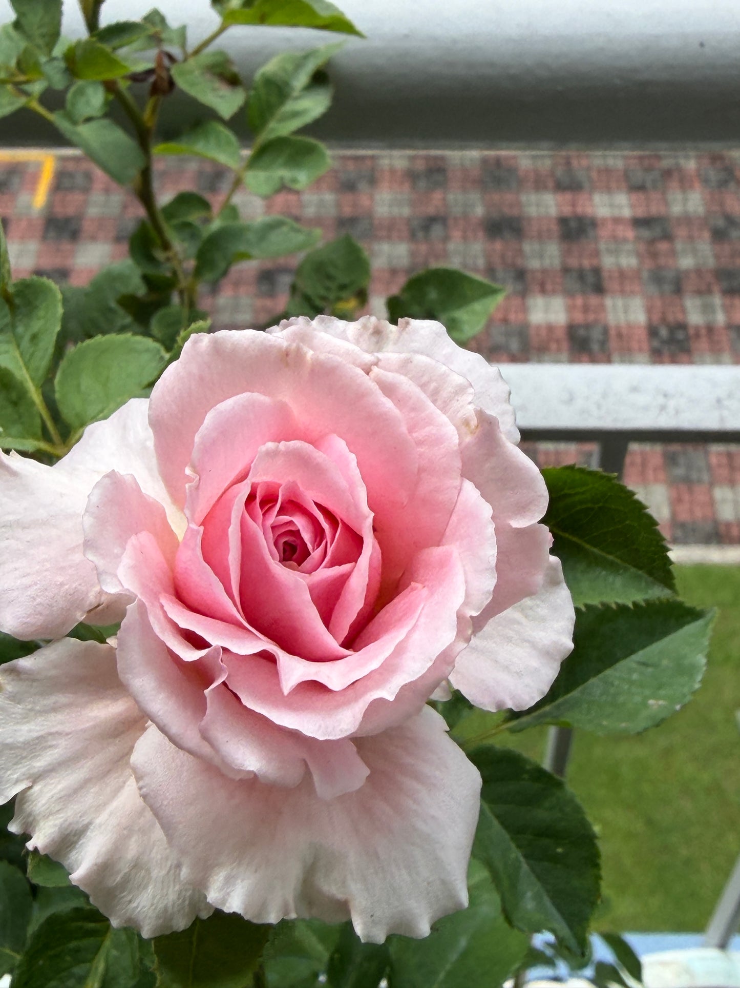 Bienvenue- Own Root Rose Plant