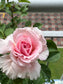 Bienvenue- Own Root Rose Plant