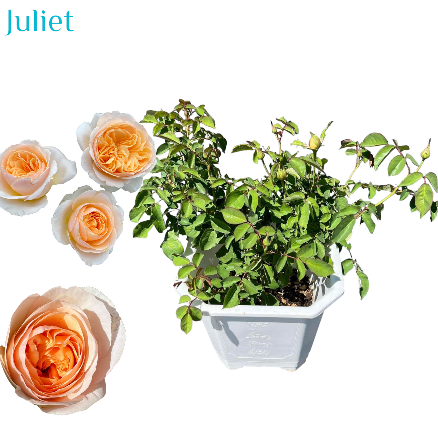 Juliet ( Small Size)