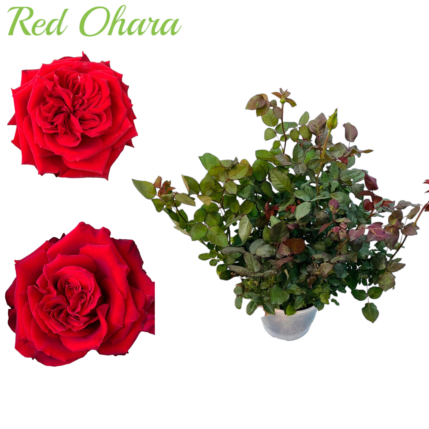 Red Ohara/ Red Elegance