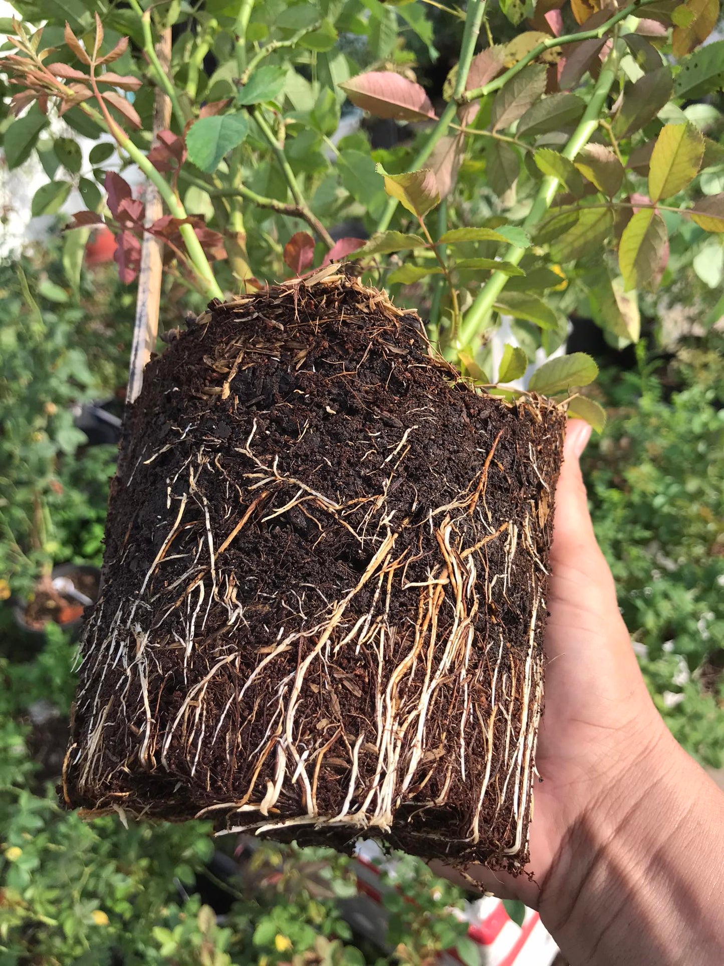 Mixed Potting Soil for Roses
