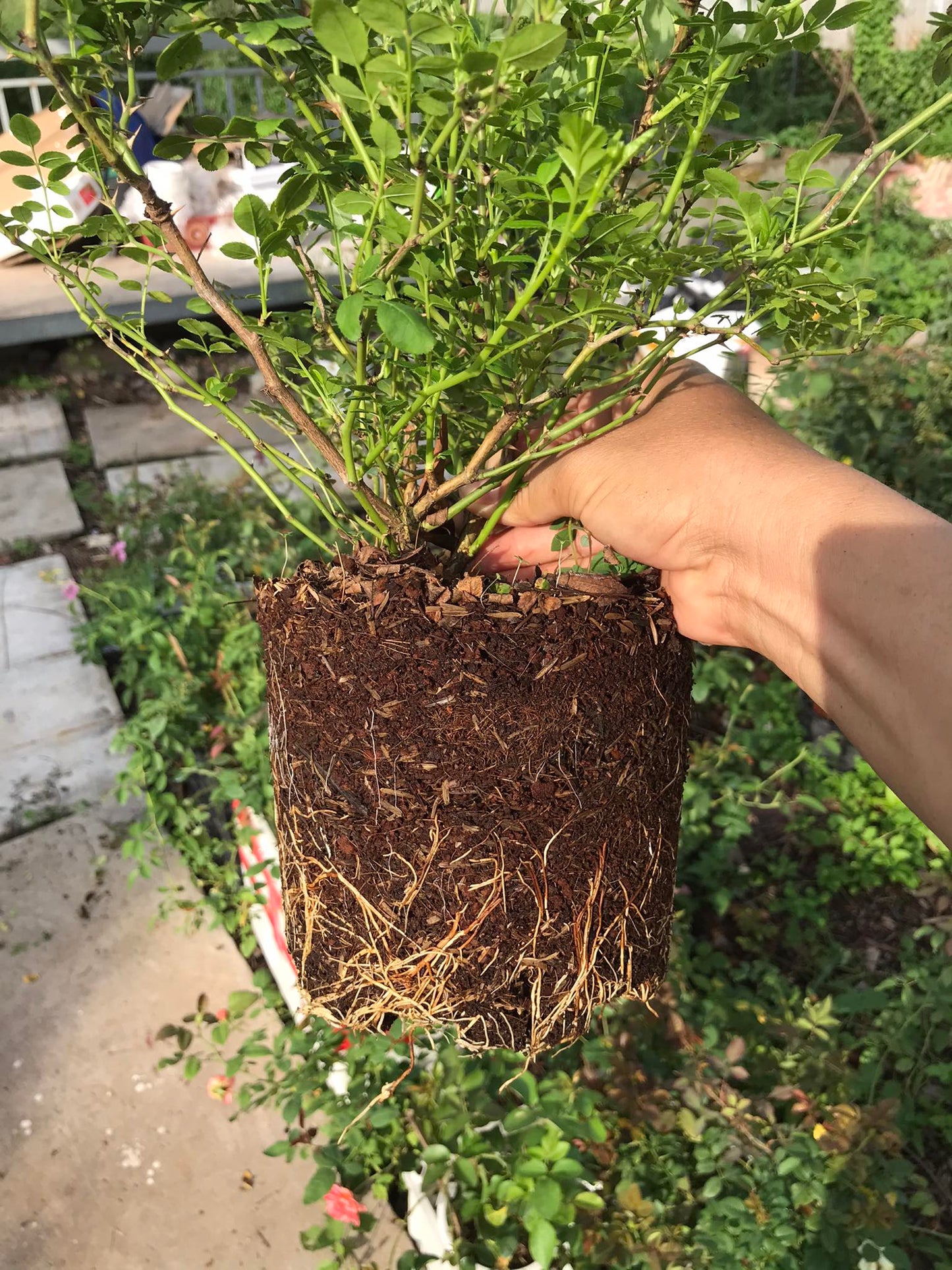 Mixed Potting Soil for Roses