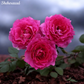 Sheherazad Rose: A Captivating Blend of Beauty and Elegance from Japan