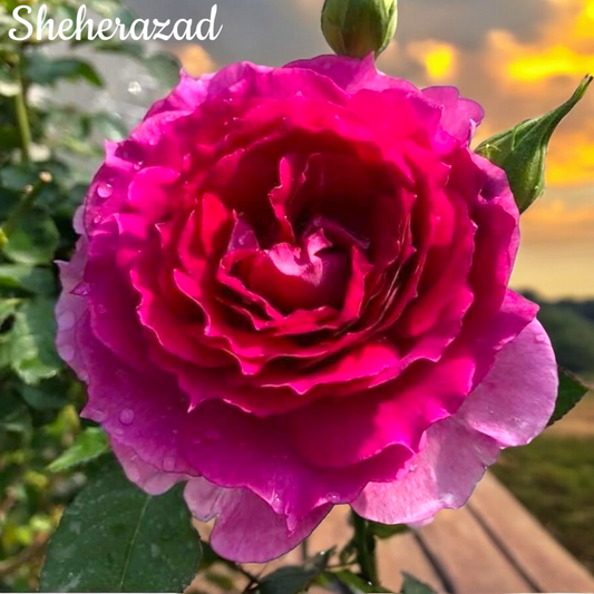 Sheherazad Rose: A Captivating Blend of Beauty and Elegance from Japan