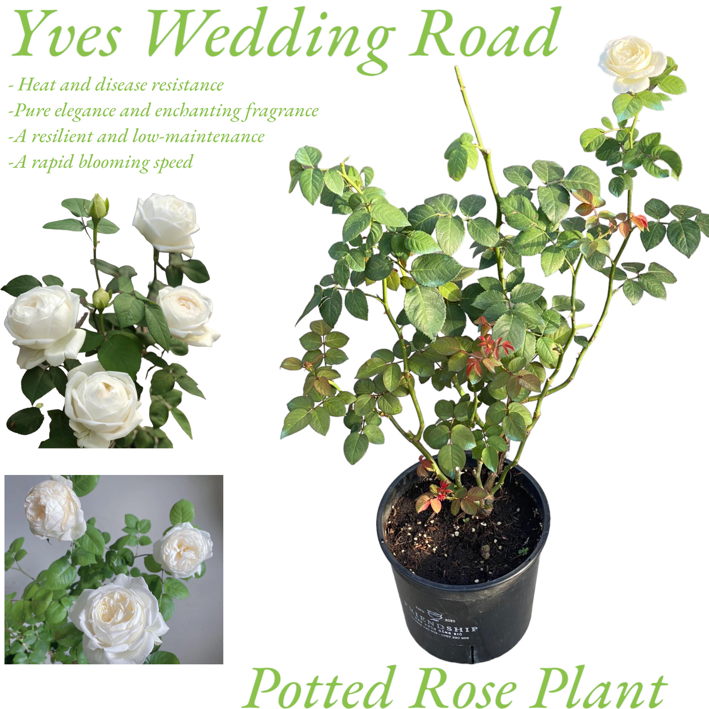 Yves Wedding Road