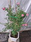 Caldwell Pink