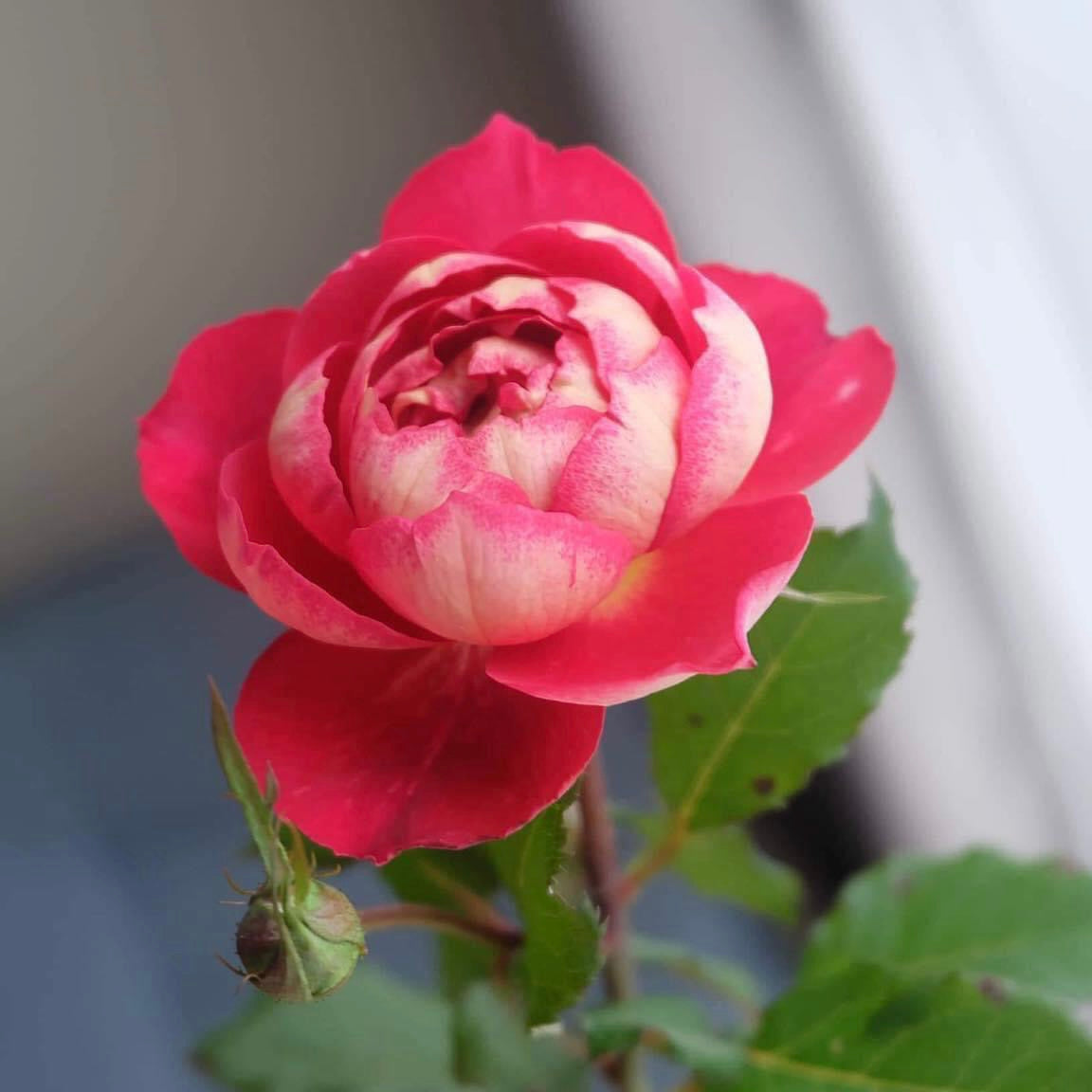 Docteurs Massad: Captivating Ruby-Red Rose with Golden-Yellow Reverse ...