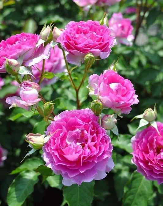 Sheherazade