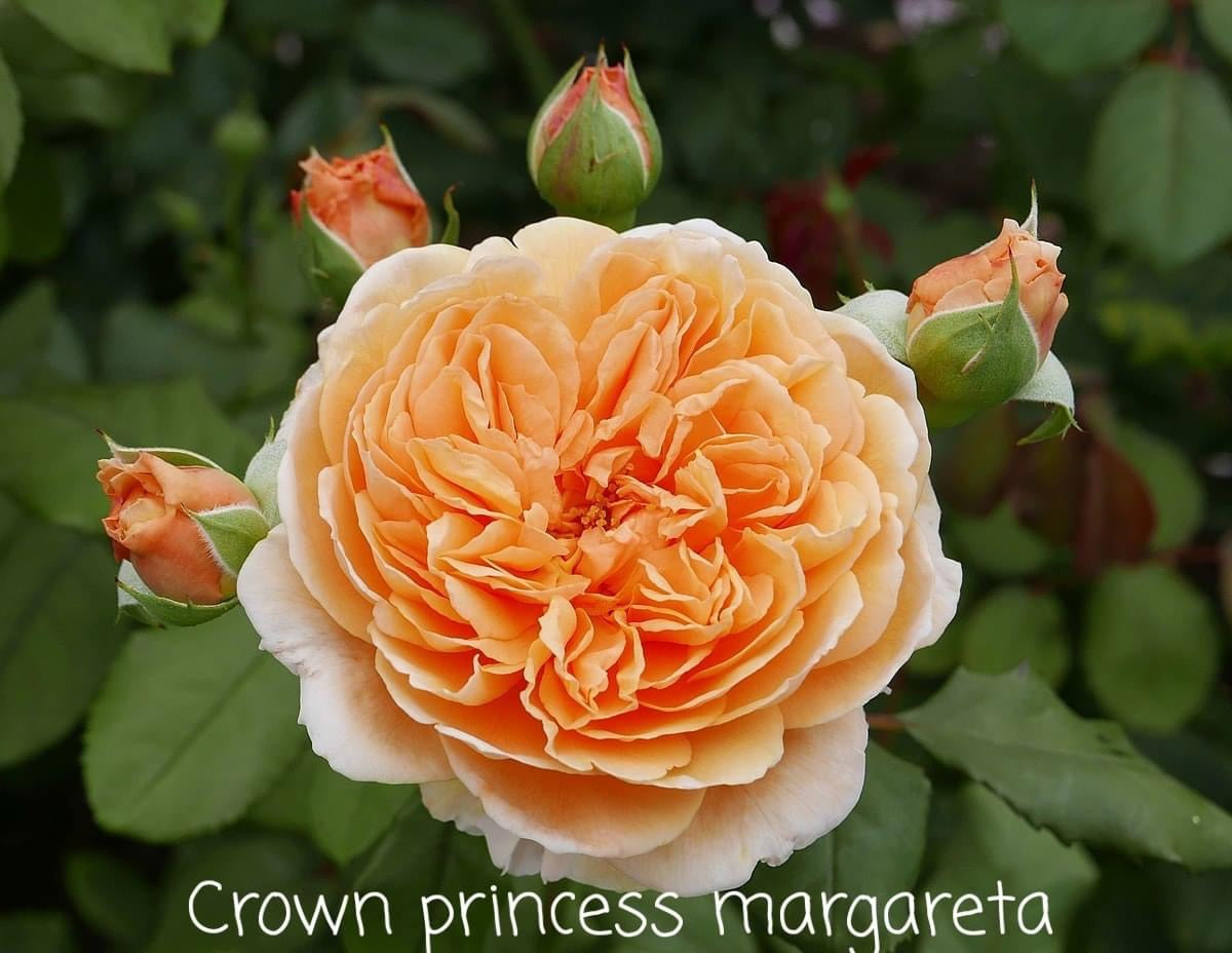Crown Princess Margareta