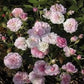 Caldwell Pink
