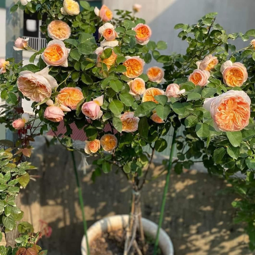 Juliet - Apricot Shrub Rose Plant – SG Rose Corner