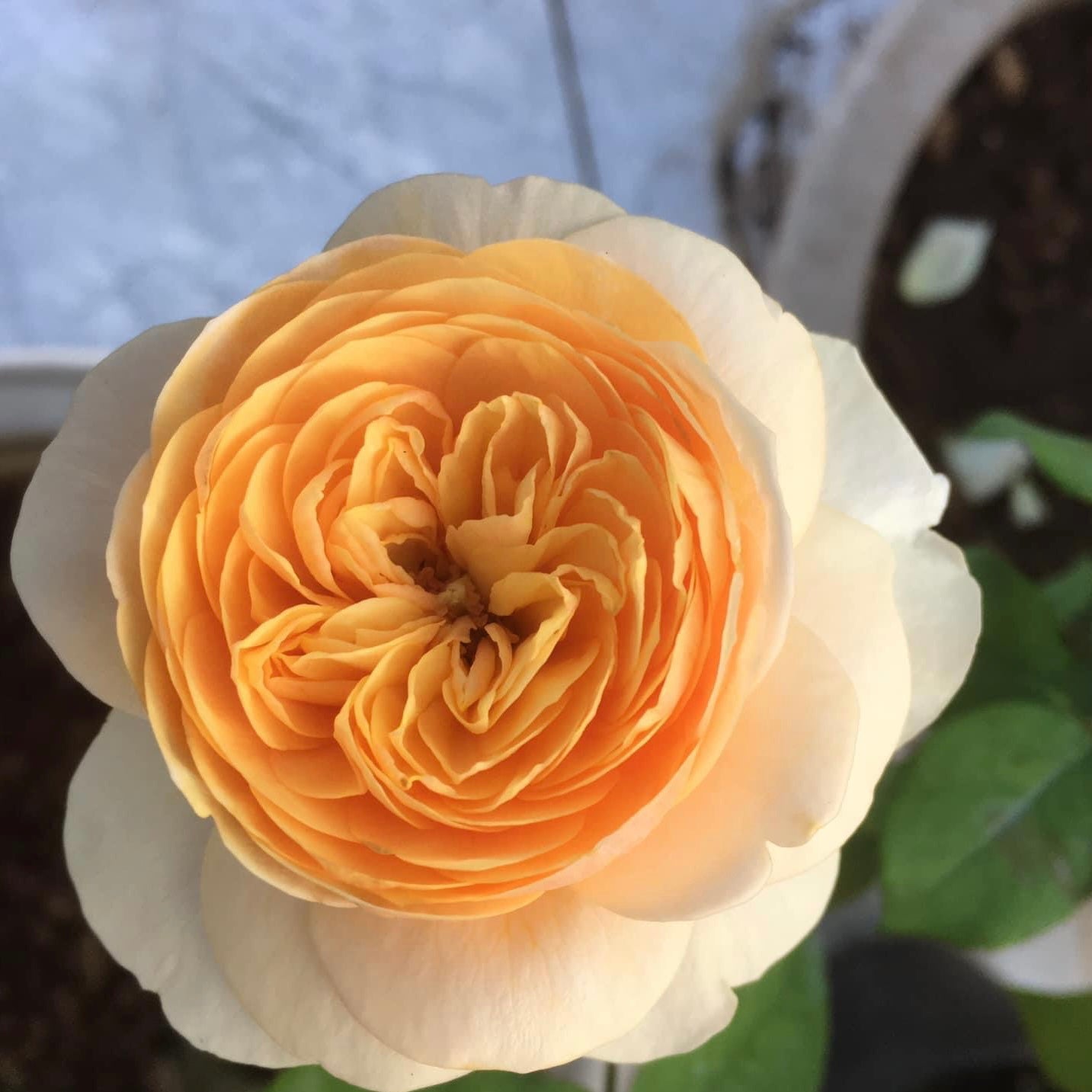 Juliet - Apricot Shrub Rose Plant – SG Rose Corner