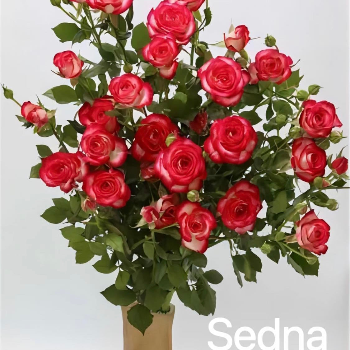 Sedna (Flash Sale)