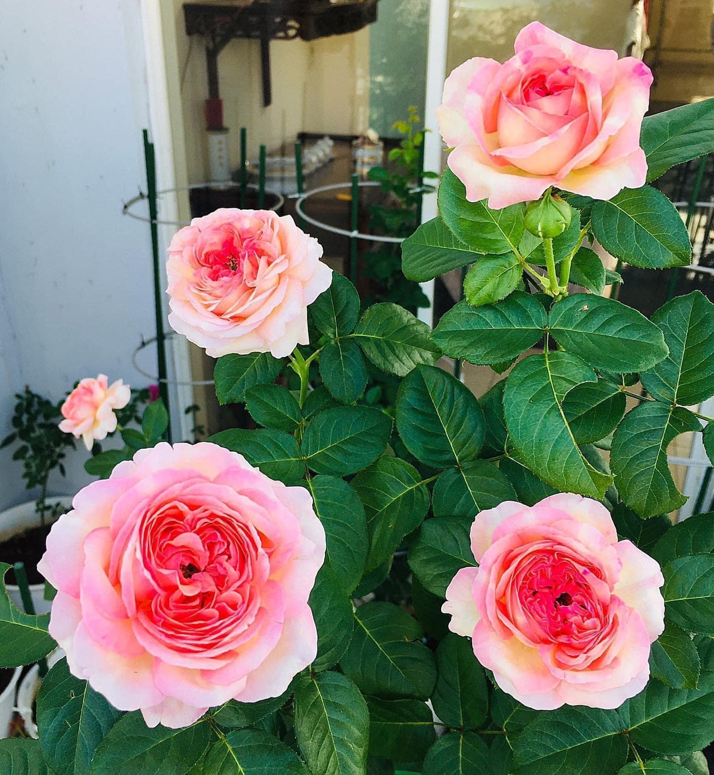 Aube Rose