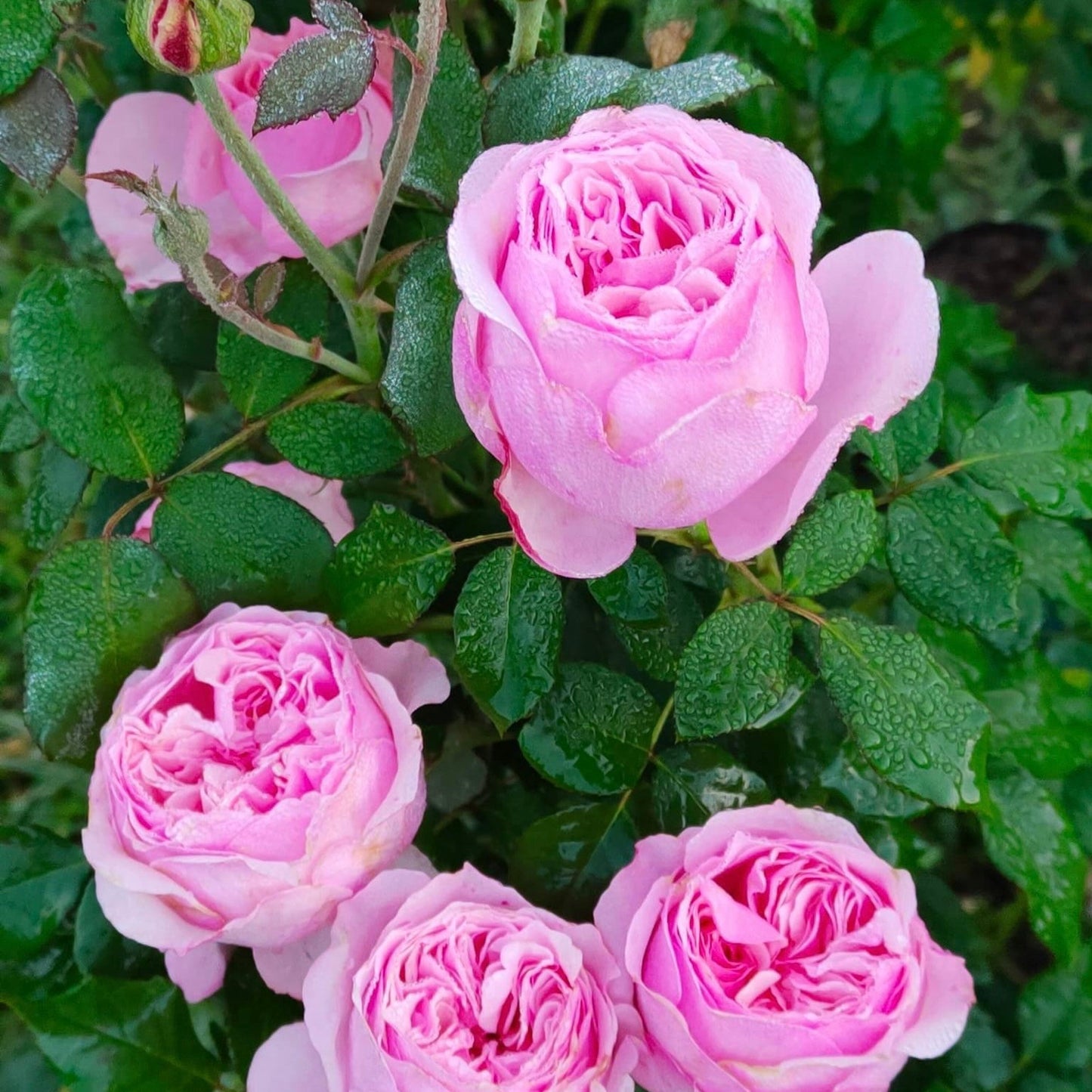 Carey: Mini Grafted Rose Plant