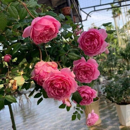 Wisley 2004