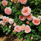 Abraham Darby ( Large Size)