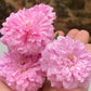 Caldwell Pink