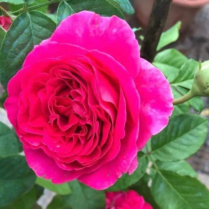 Kate Rose : Captivating Fuchsia and Magenta-Pink Florists Rose