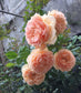 Masora- Potted Rose Plant ( Extra Medium Size)