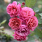 Air-layering Rooted Rose