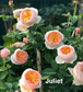 Air-layering Rooted Rose