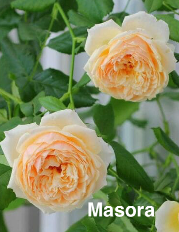 Air-layering Rooted Rose