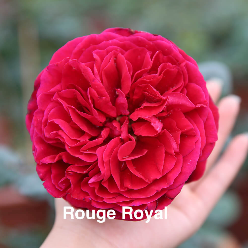 Air-layering Rooted Rose