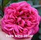 Air-layering Rooted Rose