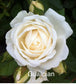 Air-layering Rooted Rose