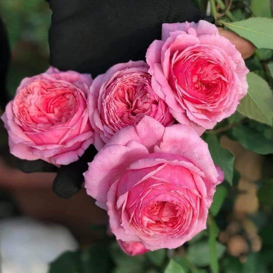 Lady Heirloom Rose: Timeless Beauty with Stunning Pink Blooms and Moderate Fragrance