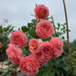 Corail Gelee