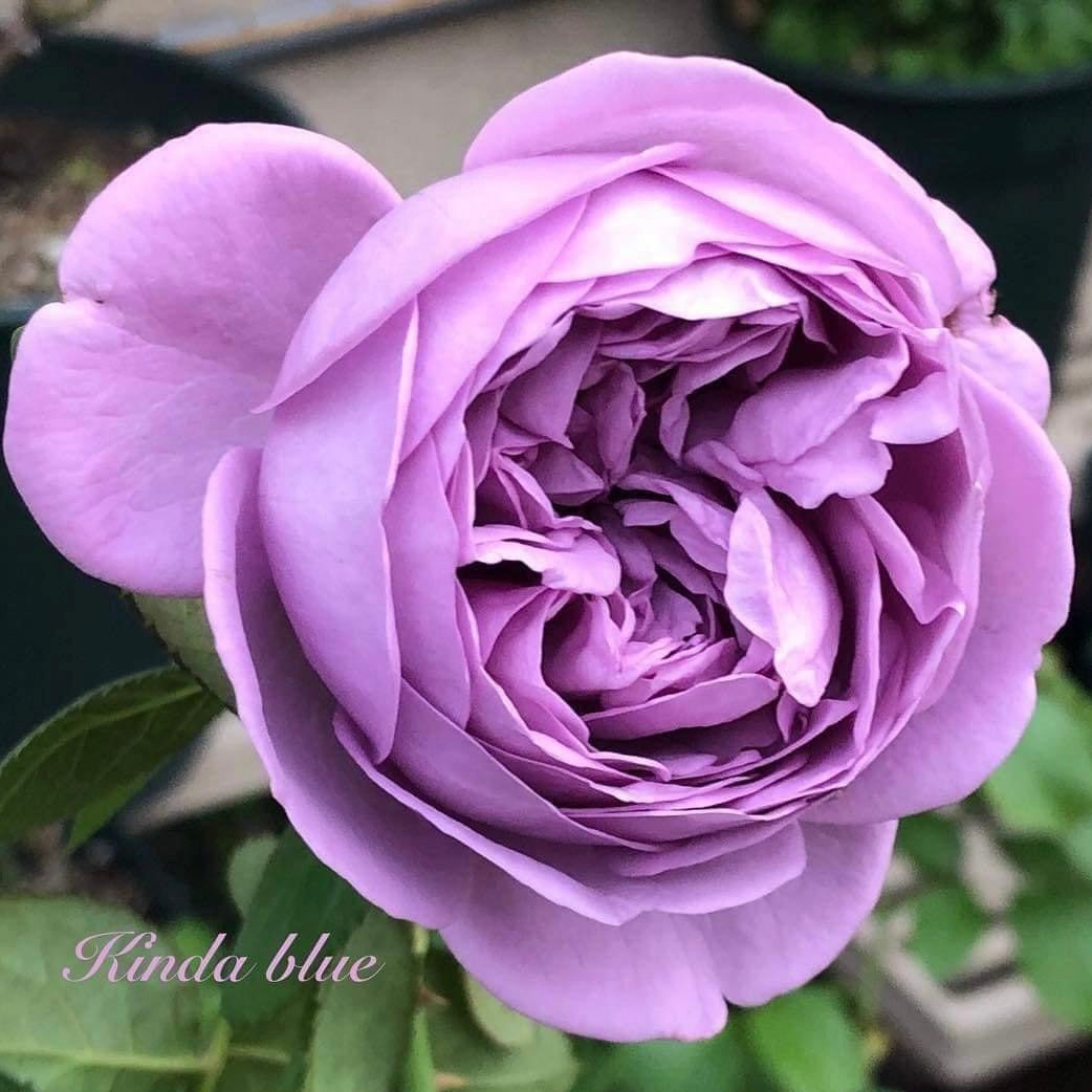 Rose plants for sale in Singapore SG Rose Corner