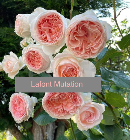 Lafont Mutation